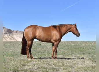 American Quarter Horse, Merrie, 4 Jaar, 157 cm, Red Dun