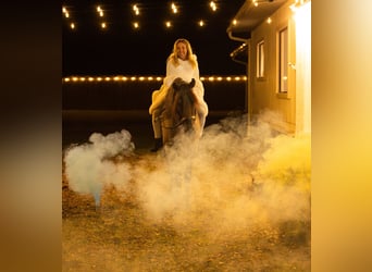 American Quarter Horse Mix, Merrie, 4 Jaar, 157 cm, Roan-Blue