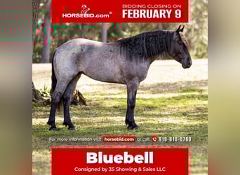 American Quarter Horse Mix, Merrie, 4 Jaar, 157 cm, Roan-Blue