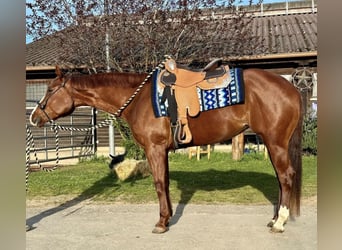 American Quarter Horse, Merrie, 4 Jaar, 158 cm, Vos