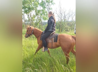 American Quarter Horse, Merrie, 4 Jaar, 158 cm, Vos