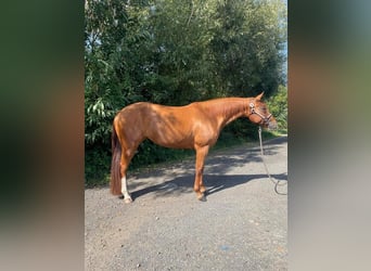 American Quarter Horse, Merrie, 4 Jaar, 158 cm, Vos