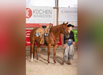 American Quarter Horse, Merrie, 4 Jaar, 158 cm, Vos