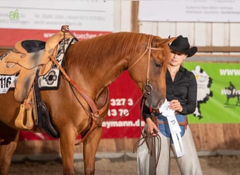 American Quarter Horse, Merrie, 4 Jaar, 158 cm, Vos