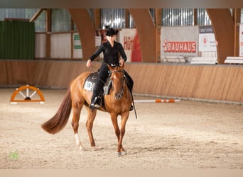 American Quarter Horse, Merrie, 4 Jaar, 158 cm, Vos