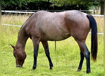 American Quarter Horse, Merrie, 4 Jaar, 160 cm, Roan-Bay