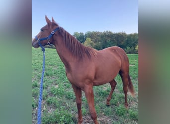 American Quarter Horse, Merrie, 4 Jaar, 160 cm, Vos
