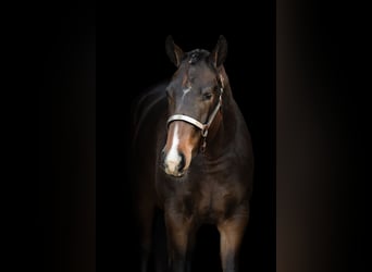 American Quarter Horse, Merrie, 4 Jaar, 163 cm, Donkerbruin