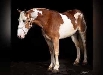 American Quarter Horse, Merrie, 4 Jaar, 163 cm, Donkere-vos