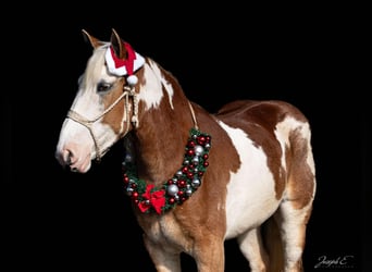 American Quarter Horse, Merrie, 4 Jaar, 163 cm, Donkere-vos