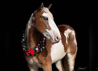 American Quarter Horse, Merrie, 4 Jaar, 163 cm, Donkere-vos