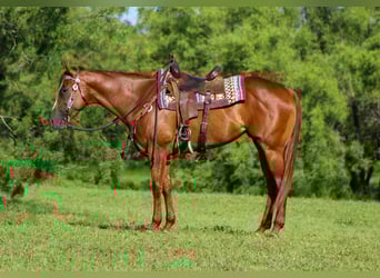 American Quarter Horse, Merrie, 4 Jaar, 163 cm, Donkere-vos