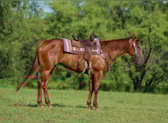 American Quarter Horse, Merrie, 4 Jaar, 163 cm, Donkere-vos