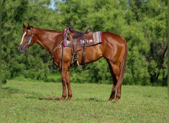 American Quarter Horse, Merrie, 4 Jaar, 163 cm, Donkere-vos