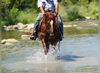 American Quarter Horse, Merrie, 4 Jaar, 163 cm, Donkere-vos