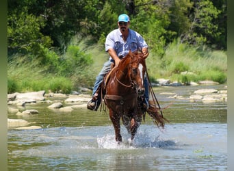 American Quarter Horse, Merrie, 4 Jaar, 163 cm, Donkere-vos