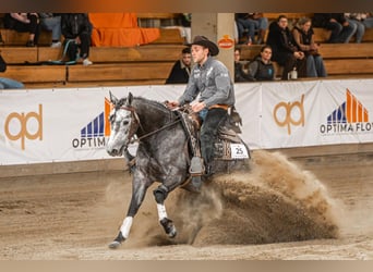 American Quarter Horse, Merrie, 4 Jaar, Blauwschimmel