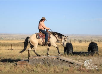 American Quarter Horse, Merrie, 4 Jaar, Buckskin