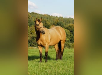 American Quarter Horse, Merrie, 4 Jaar, Buckskin