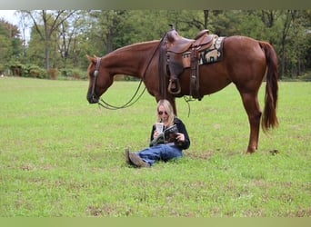 American Quarter Horse, Merrie, 4 Jaar, Donkere-vos