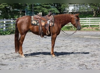 American Quarter Horse, Merrie, 4 Jaar, Donkere-vos