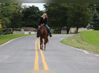 American Quarter Horse, Merrie, 4 Jaar, Donkere-vos