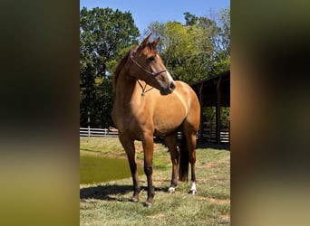 American Quarter Horse, Merrie, 4 Jaar, Falbe