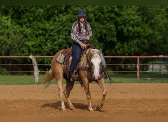 American Quarter Horse, Merrie, 4 Jaar, Palomino