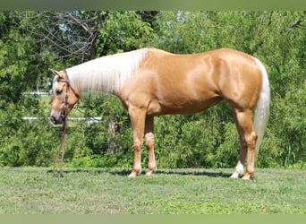 American Quarter Horse, Merrie, 4 Jaar, Palomino