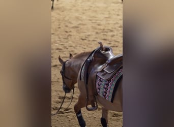 American Quarter Horse, Merrie, 4 Jaar, Red Dun