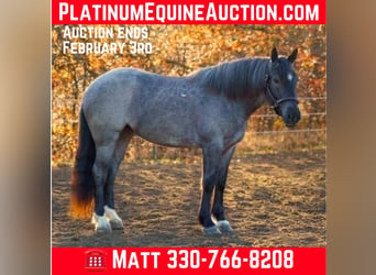 American Quarter Horse, Merrie, 4 Jaar, Roan-Blue