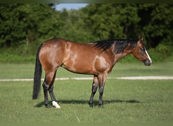 American Quarter Horse, Merrie, 4 Jaar, Roodbruin