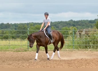 American Quarter Horse, Merrie, 4 Jaar, Roodbruin