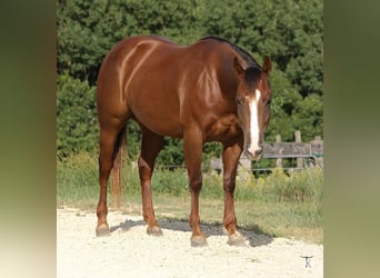 American Quarter Horse, Merrie, 4 Jaar, Roodvos