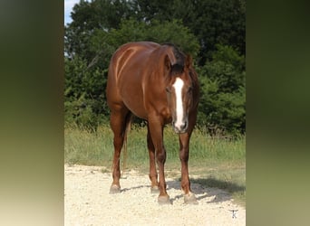 American Quarter Horse, Merrie, 4 Jaar, Roodvos