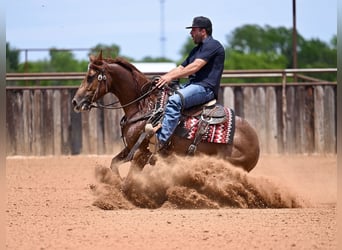 American Quarter Horse, Merrie, 4 Jaar, Roodvos