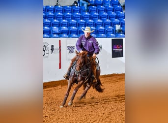 American Quarter Horse, Merrie, 4 Jaar, Roodvos