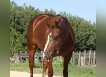 American Quarter Horse, Merrie, 4 Jaar, Roodvos