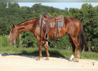 American Quarter Horse, Merrie, 4 Jaar, Roodvos