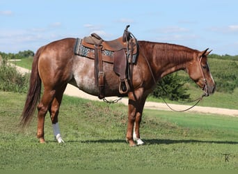 American Quarter Horse, Merrie, 4 Jaar, Roodvos