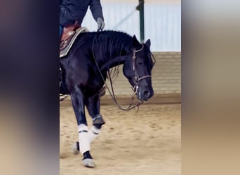 American Quarter Horse, Merrie, 4 Jaar, Zwart