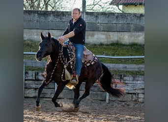 American Quarter Horse, Merrie, 4 Jaar, Zwart