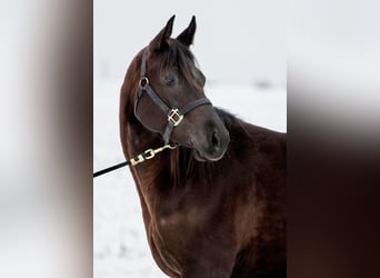American Quarter Horse, Merrie, 4 Jaar, Zwart