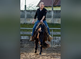 American Quarter Horse, Merrie, 4 Jaar, Zwart