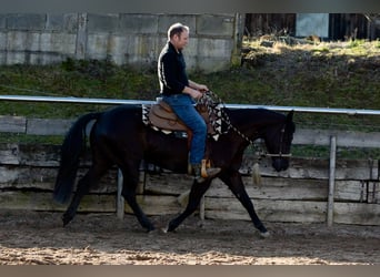 American Quarter Horse, Merrie, 4 Jaar, Zwart