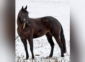 American Quarter Horse, Merrie, 4 Jaar, Zwart