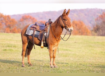American Quarter Horse, Merrie, 5 Jaar, 142 cm, Donkere-vos