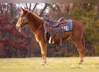 American Quarter Horse, Merrie, 5 Jaar, 142 cm, Donkere-vos