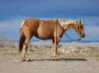 American Quarter Horse, Merrie, 5 Jaar, 142 cm, Palomino