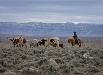 American Quarter Horse, Merrie, 5 Jaar, 142 cm, Palomino